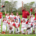 Red Rox Little League Champions 2025 Crop